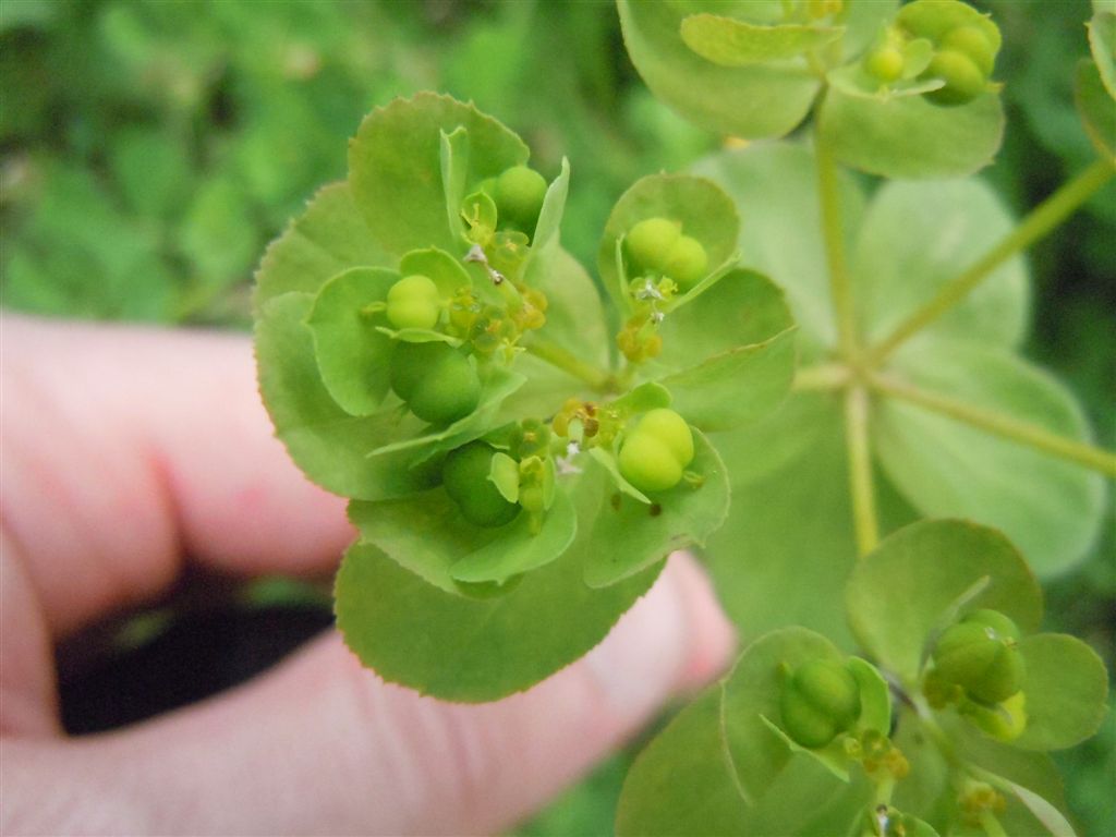 Euphorbia helioscopia